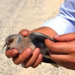 14207711_547926092062814_8134858602583423202_o